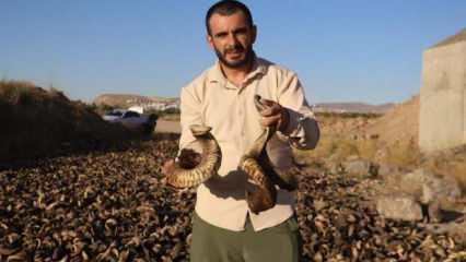 Sivas bı&ccedil;ağının vazge&ccedil;ilmezi: 36 bin Ko&ccedil;boynuzu kurutulmaya bırakıldı