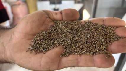 Tarlada kilosu 100 TL! Hasat başladı
