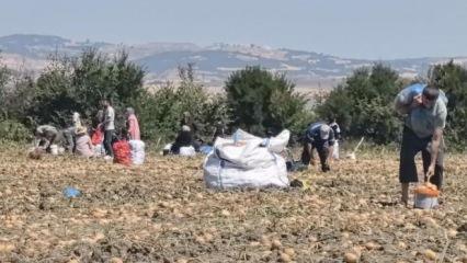 Tarlasındaki ürünleri ücretsiz dağıttı