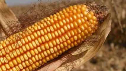 Toprak Mahsulleri Ofisi 2025 yılı mısır alım fiyatları belirlendi