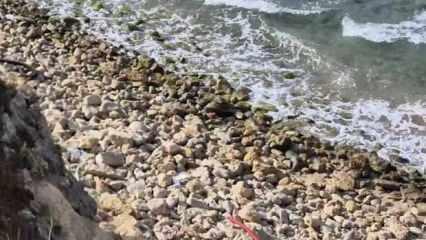 Şile'de tehlikeli olduğu değerlendirilen bir cisim bulundu