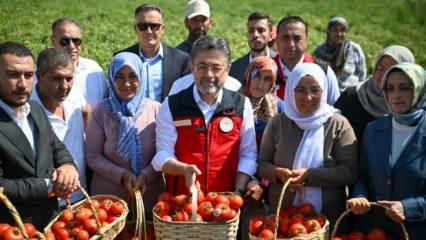 Bakan Yumaklı domates hasadına katıldı: 535 bin ton ihracat söz konusu!