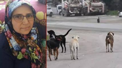 Yer: İzmir! Köpeklerden kaçarken canından oldu