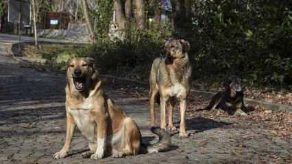 İstanbul Valiliğinden yeni sokak köpeği kararı! 