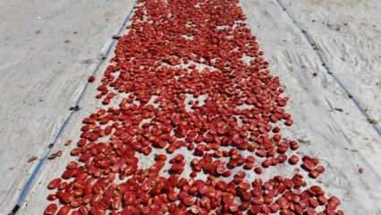600 işçinin emeği var! Domateste 15 bin 300 ton rekolte bekleniyor!