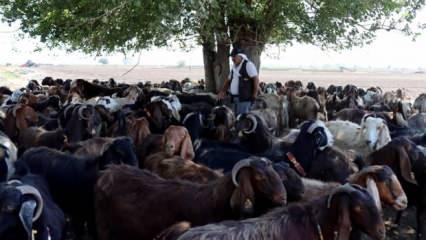 Depremde hayvanları telef olan besici devlet desteğiyle s&uuml;r&uuml;s&uuml;n&uuml; b&uuml;y&uuml;tt&uuml;