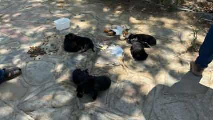İzmir’de 10 köpek ve 5 kediyi zehirli etle katletti! Katliama çocukları da alet etmiş