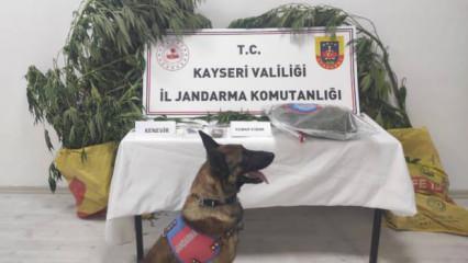 Kayseri’de 7 kök kenevir ele geçirildi: 1 gözaltı
