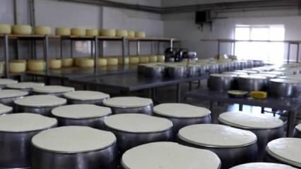Kırklareli'nde üretilen süt ürünleri 17 ülkede sofralara lezzet katıyor