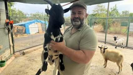 Başına poşet geçen keçi, sürüye imtihan oldu! Gülümseten anlar kamerada 