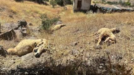 Erzincan'da kurt ve ayı dehşeti: 20 koyun telef oldu