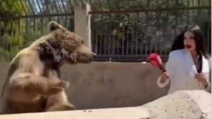 Ayıya mikrofon uzattı! Pençe yemekten zor kurtuldu