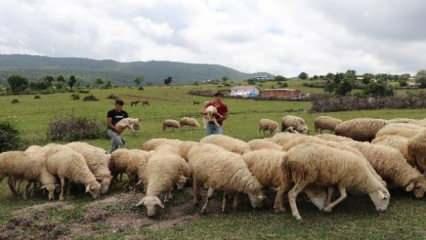 Bu meslek üreticinin belini büktü! Maaşlar, 70 bin TL'den 130 bin TL'ye çıktı