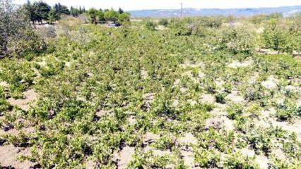Tekirdağ'da kuraklık üzümde rekolte ve kalite kaybına neden oldu