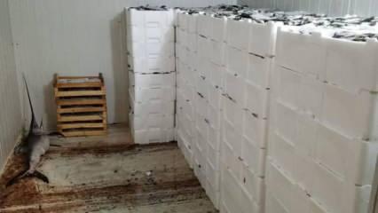 Yer: Bursa! Avladıkları yüzlerce kilo balığın sevinci kursaklarında kaldı