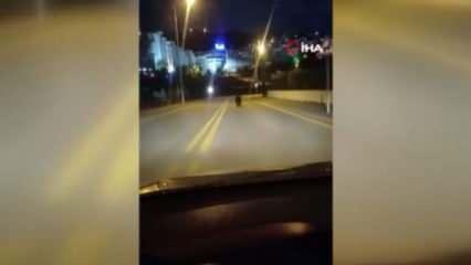 Ankara’da sokakta ayı sürprizi