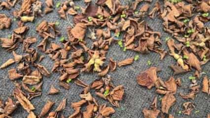 File örtüyle yapılan fındık hasadı üreticinin yükünü hafifletiyor