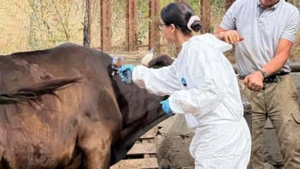 Kastamonu'da ‘şap’ şoku: 69 köye hayvan giriş- çıkışı yasaklandı