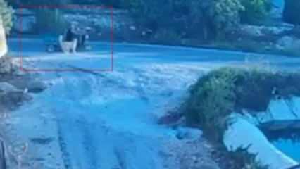 Mersin'de sahipli köpek kazaya neden oldu! 