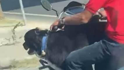 Motosiklet üzerinde köpek ile ilerledi: Bakırköy’de tehlikeli yolculuk kamerada