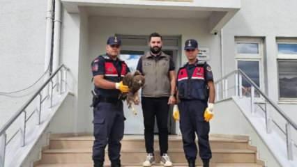 Yaralı halde bulunan kartal koruma altına alındı
