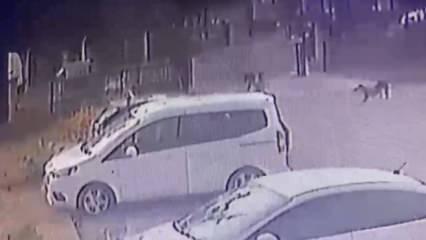 Adana'da dehşet! Başıboş köpekler 3 yaşındaki çocuğu kovaladı