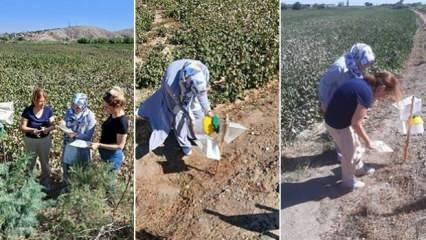 Aydın'da pembekurt çiftçinin kabusu oldu