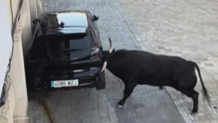 Kızgın boğa terör estirdi! Aracı paramparça etti! 