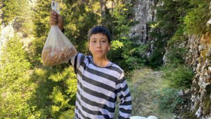 Ormanda topluyor, kilogramını 5 bin TL'den satıyor