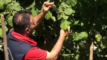 Samsun'da bu böcek çiftçiye kan kusturdu! Mücadele sürüyor