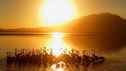 Van G&ouml;l&uuml; sahillerinden enfes manzaralar: Flamingoların g&uuml;neşle dansı