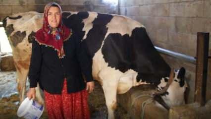 2 inekle başladı, 17 ineğe çıkardı! Artık sıfır kilometre aracı var
