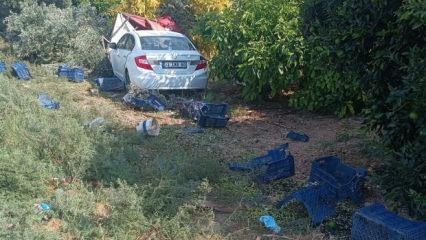 Bahçede akılalmaz olay! Zeytin toplayan işçi feci şekilde can verdi