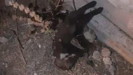 Bir mahalle elektriksiz kalmıştı: Sebebi sansar çıktı!