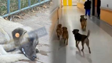 Kocaeli Üniversite Hastanesi'nde kuduz köpek vakası: Hasta yakınları isyan etti!