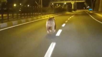 Tunceli’de kara yolunda bozayı sürprizi