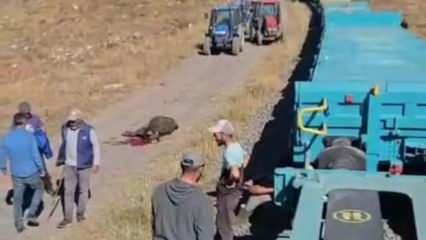 Yük treni büyükbaş sürüsüne çarptı; 5 inek öldü