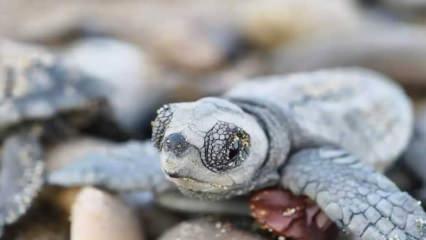 232 bin yavruyu duyan ‘vay be’ diyor: Hayatta kalan sayısı içler acısı