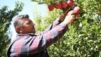 Elma bahçesini bu yöntemle zirai dondan korumuştu! Hasada başladı
