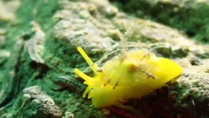 Ege&rsquo;nin derinliklerindeki g&uuml;zellik: Kuşadası&rsquo;nın sualtı hazineleri