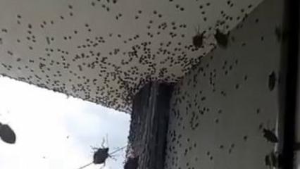 Kabus geri döndü! İki ilçeyi istila etti! Bina adeta renk değişti