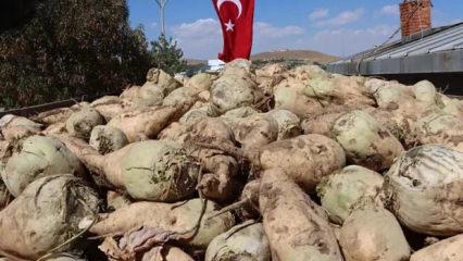 Şeker pancarının alım fiyatı belli oldu