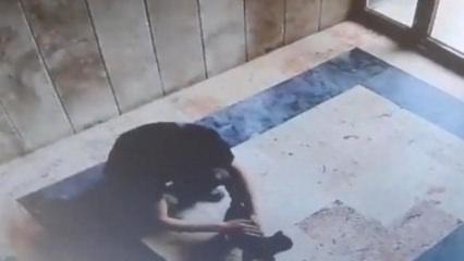 Başakşehir'de kediye işkence yapan sanığa 3 yıl 8 ay hapis cezası
