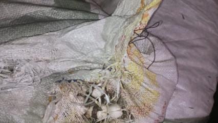 Dağ sarımsağını topladı, 557 bin lira ceza yedi!