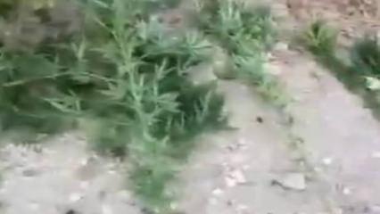 Mardin’de uyuşturucu operasyonunda 3 gözaltı