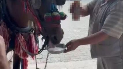 Rezillik! Fayton çeken ata zorla alkol içirdi