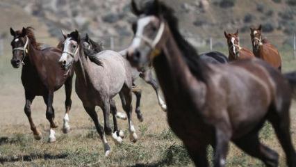 TİGEM'in açık artırmasında Arap tayı 5 milyon 250 bin liraya satıldı