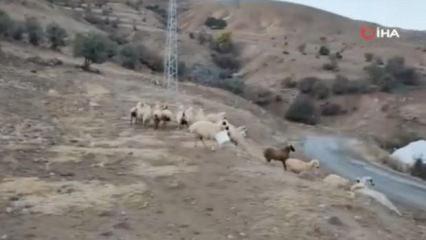 Boynunda kova ile koşmaya başlayan koyun ortalığı birbirine kattı