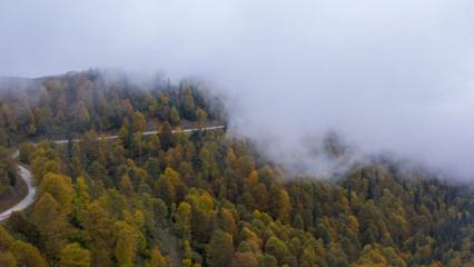 Bu yolda seyahat etmek ayrı keyifli! Sisle kaplanan orman denizi