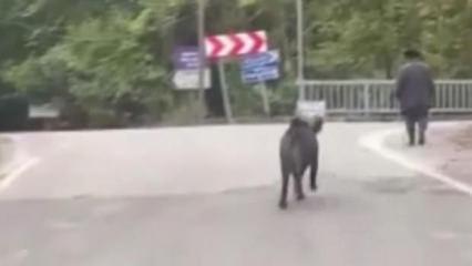 Yer: Zonguldak! Domuz saldırısından böyle kurtuldu